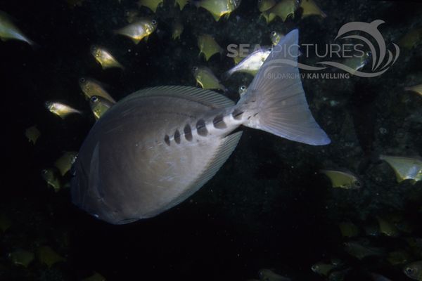 KV Doktorfisch  Prionurus sp.  AU JU 04