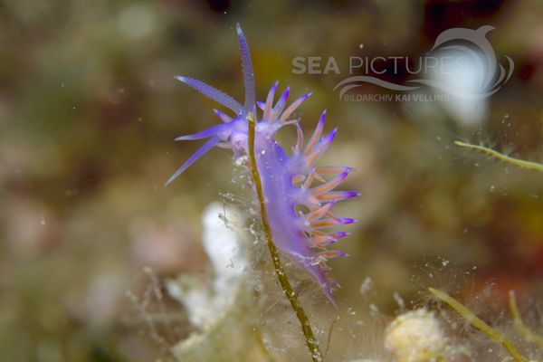 Flabellina affinis