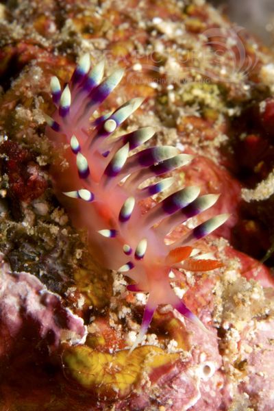 Flabellina exoptata