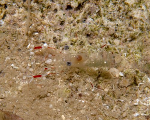 Niedere Tiere Niedere Tiere