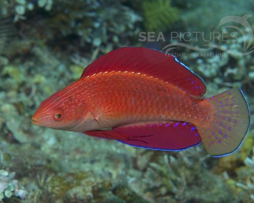 Meeresfische Meeresfische