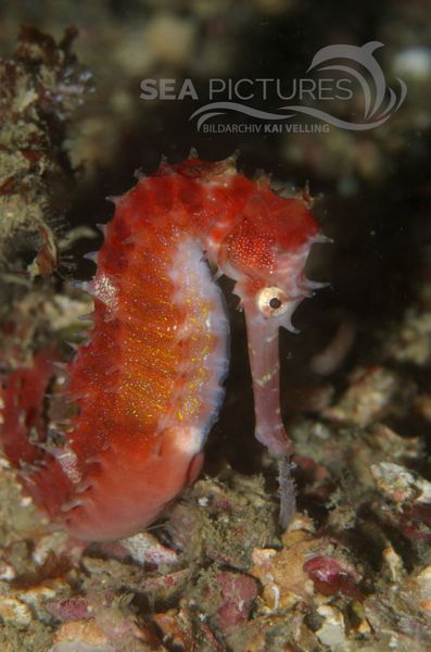 KV Dorniges Seepferdchen Hippocampus histrix PH 06 004