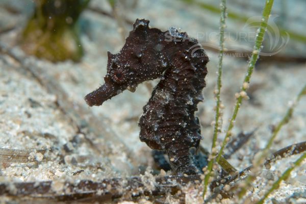 Hippocampus brevirostris