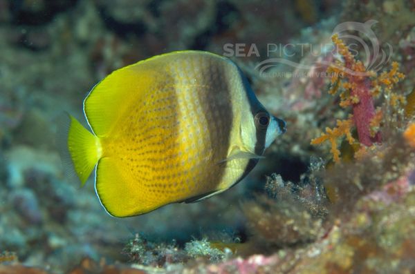 Kleins Falterfisch  Chaetodon kleini  MALA 06 