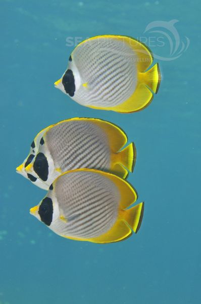 Chaetodon adiergastos