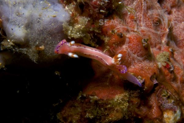 Hypselodoris maculosa