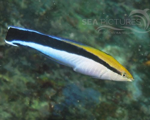Lippfische