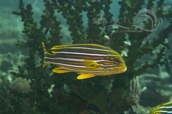 KV Plectorhinchus polytaenia  PH 08 09263