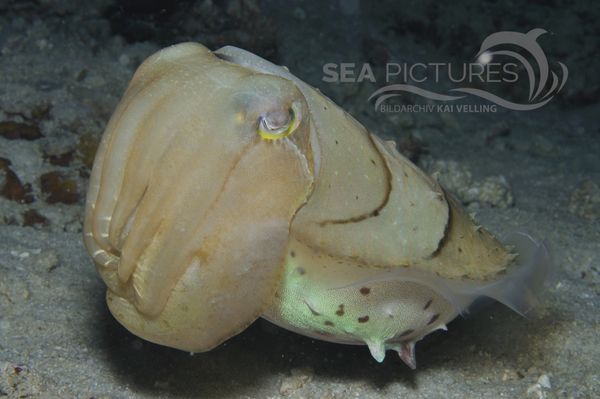 Sepia latimanus