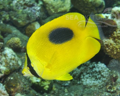 Falterfische