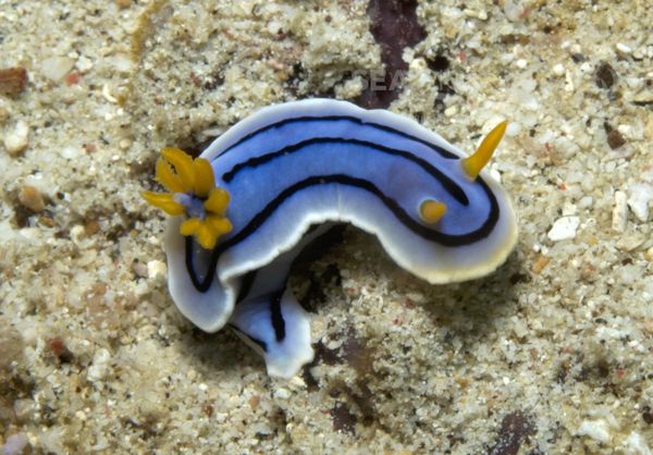 KV Chromodoris lochi PH 06 186