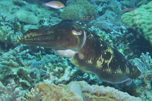 Sepia latimanus