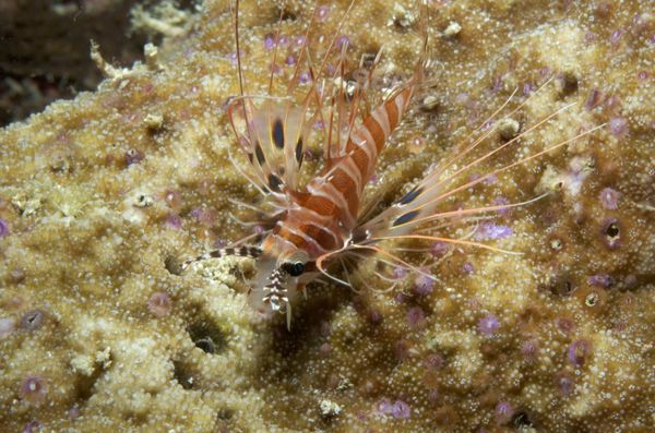  KV Antennen-Rotfeuerfisch Pterois antennata MALA 06