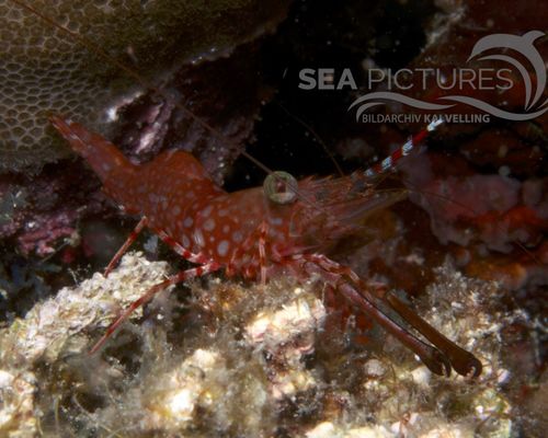 Niedere Tiere Niedere Tiere