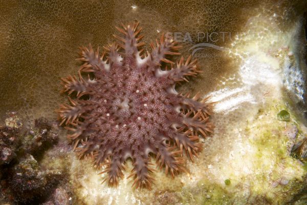 Acanthaster planci