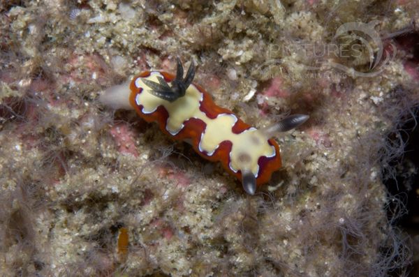 KV Chromodoris fidelis  PH 08 12519