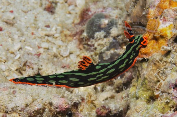 Nembrotha kubaryana