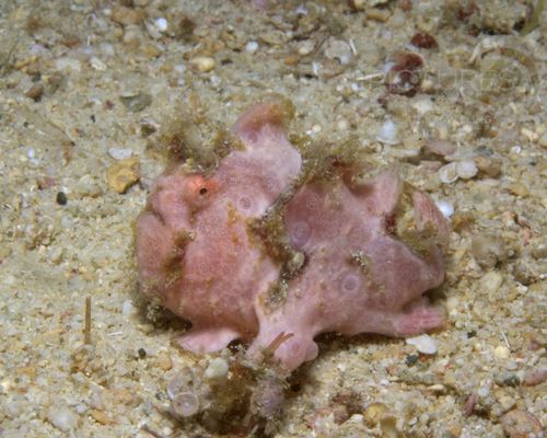 Anglerfische