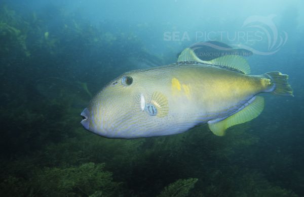 KV 1 Meuschenia freycineti m. AU POR 04