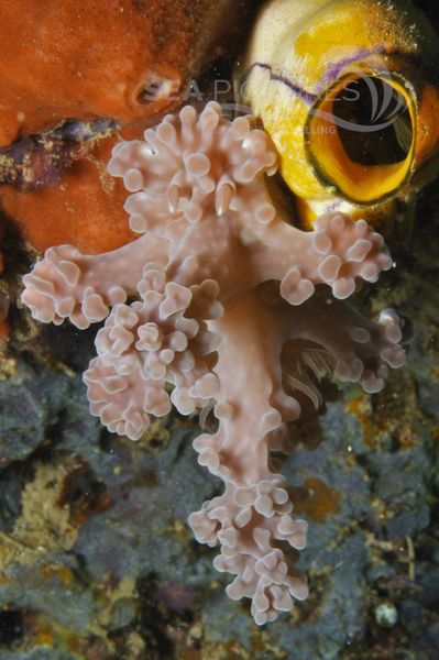 Ceratosoma alleni 