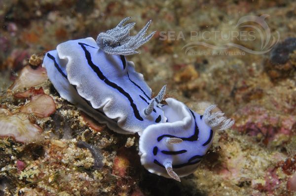 Chromodoris willani