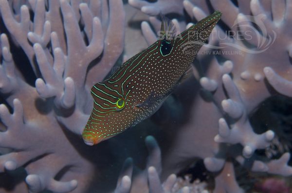 KV Kugelfisch Canthigaster papua  PH 06 005