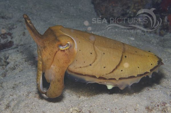 Sepia latimanus