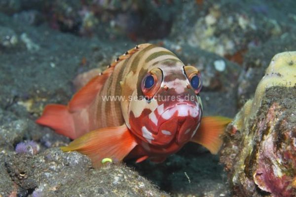 Epinephelus fasciatus