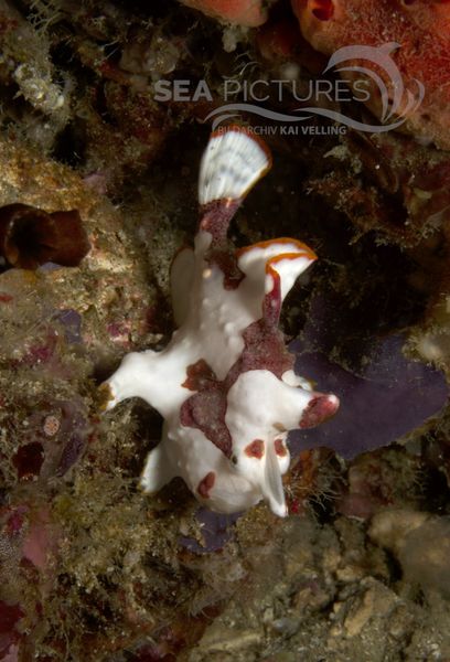 KV Clown-Anglerfisch Antennarius maculatus  PH 08 00937