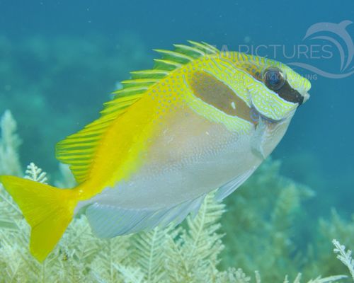 Kaninchenfische