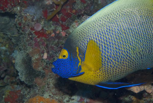  KV Blaukopf-Kaiserfisch  Pomacanthus xanthometopon   MALA 06 1.