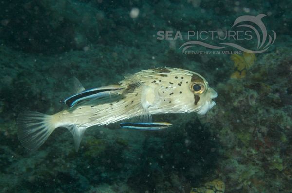  KV Feinpunkt-Igelfisch  Diodon holocanthus MALA 06.