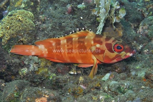 Epinephelus fasciatus