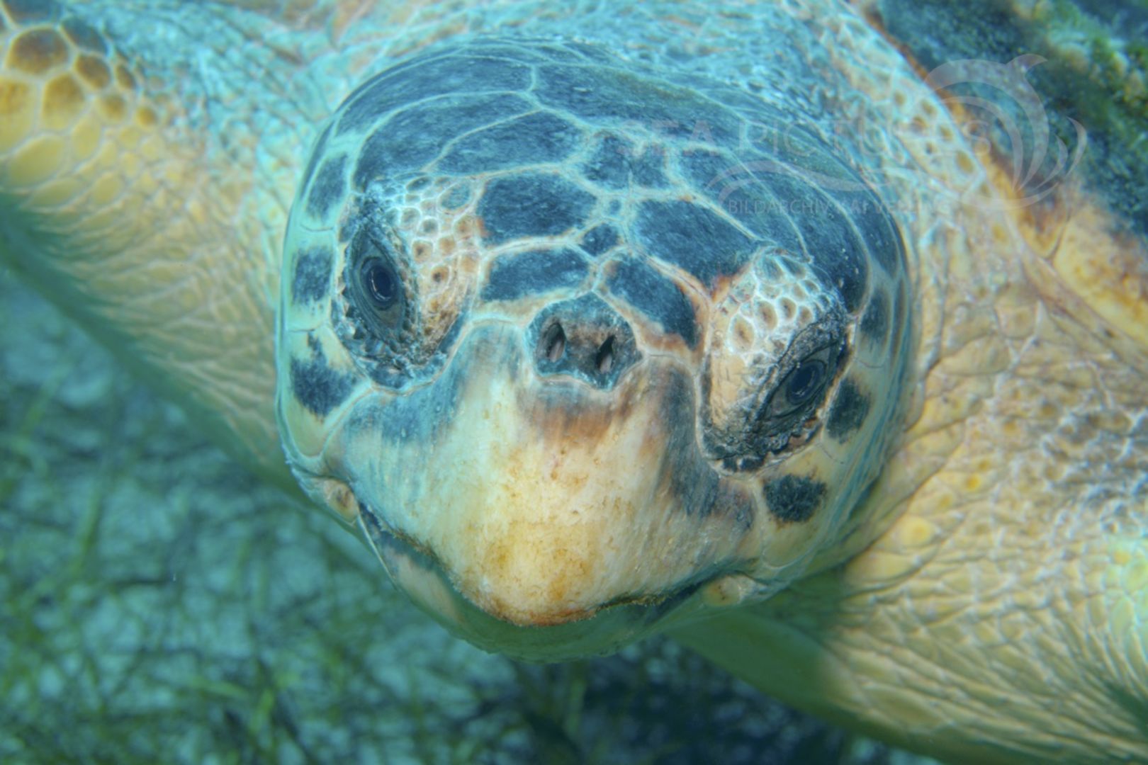 Caretta caretta