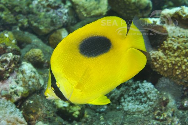 Chaetodon speculum