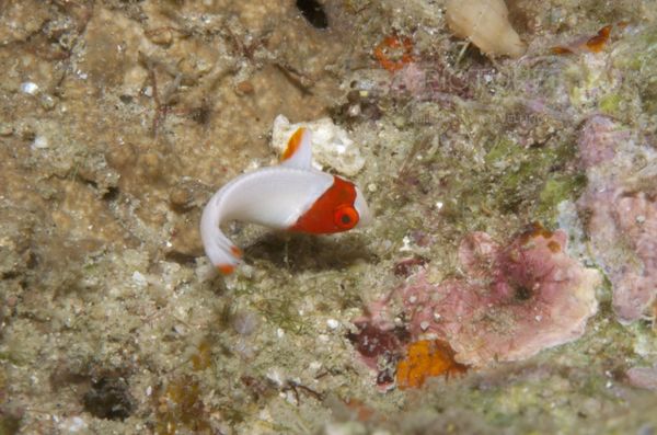 KV Masken-Papageifisch juv. Cetoscarus bicolor PH 06 005