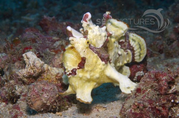 KV Clown-Anglerfisch Antennarius maculatus PH 06 017  1 