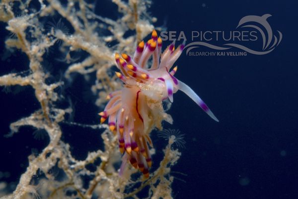  Flabellina rubrolineata