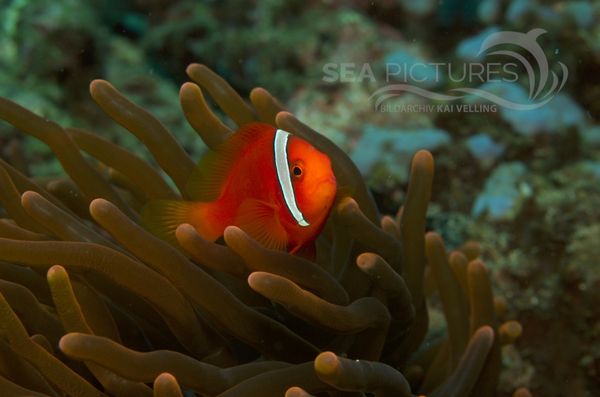 KV Anemonenfisch Amphiprion melanopus    PH 06 015