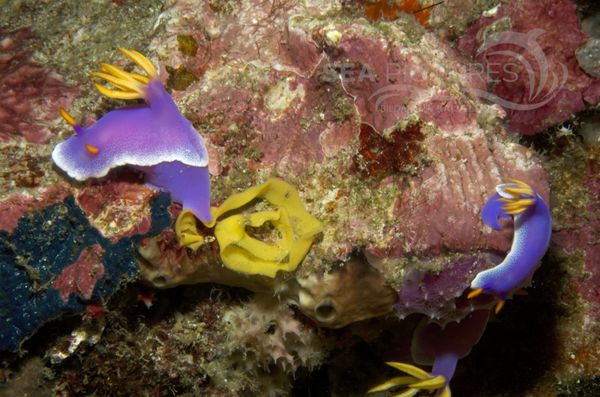 KV Hypselodoris apolegma  PH 06 135