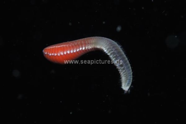 Borstenwurm