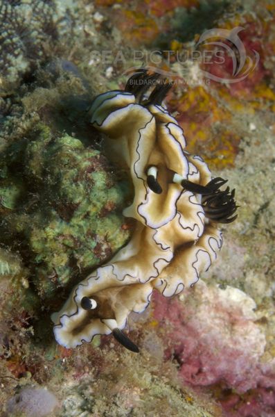 KV Glossodoris atromarginata PH 08 04186