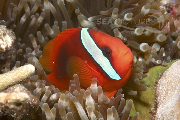 Amphiprion frenatus