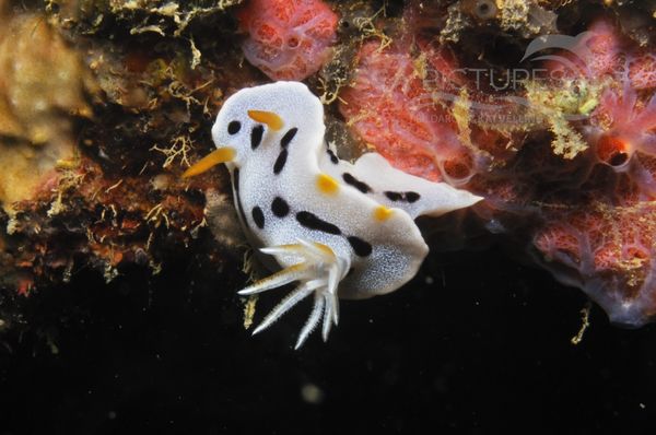 Chromodoris sp