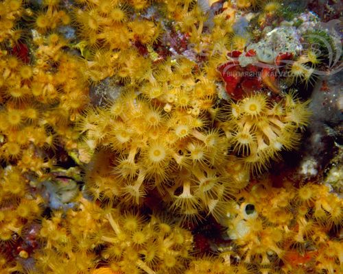 Anemonen