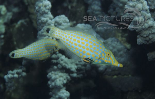 KV Palettenstachler   Oxymonacanthus longirostris AU CO 04