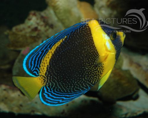 Kaiserfische