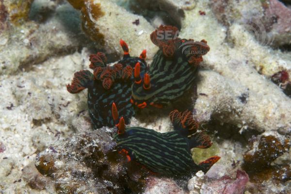 Nembrotha kubaryana