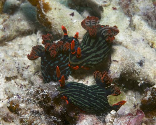 Bio-Themen Bio-Themen