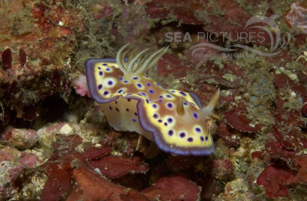 KV Chromodoris kuniei PH 06 199